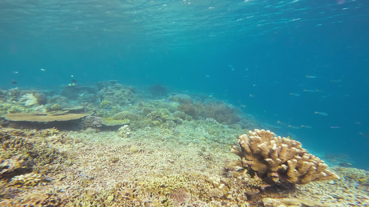 Swim over a healthy and diverse coral reef teeming with marine life. Shot of the stunning variety of corals and fish in clear blue waters of Raja Ampat, Indonesia. Underwater shot with copy space.