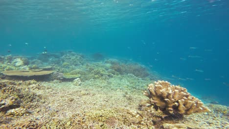 swim over a healthy and diverse coral reef teeming with marine life. shot of the stunning variety of corals and fish in clear blue waters of raja ampat, indonesia. underwater shot with copy space.