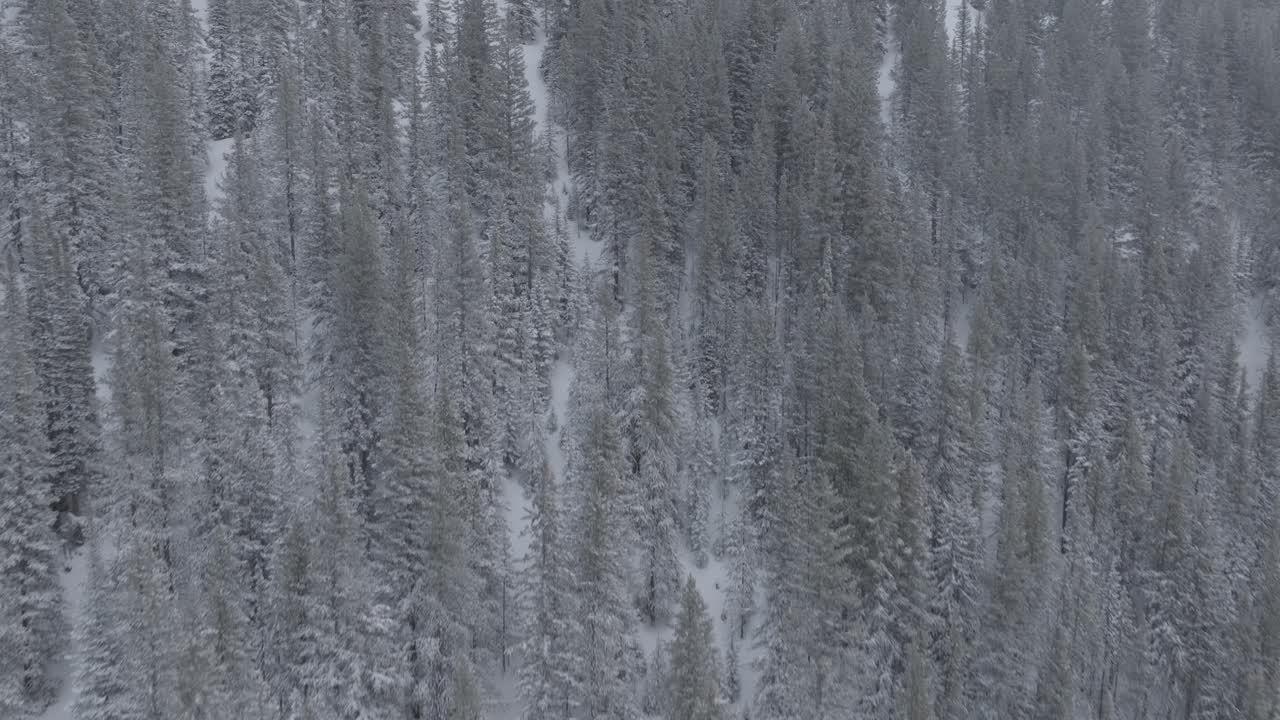 Capturing of Pine forest covered in snow in Copper Mountain of Colorado, USA. Frozen background. Drone shot.