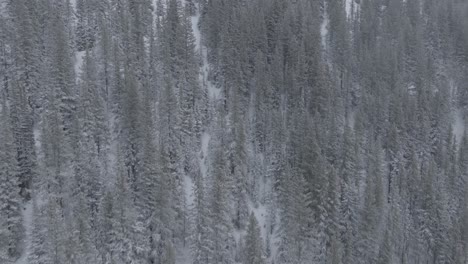 capturing of pine forest covered in snow in copper mountain of colorado, usa. frozen background. drone shot.