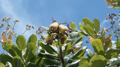 close up handheld shot looking up at yellow ripe exotic tropical cashew fruit growing on a tree ready to be harvested for juice in the state of rio grande do norte in northeastern brazil near natal