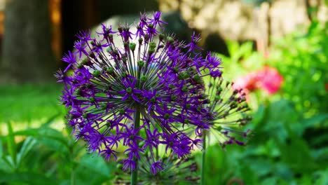 close up of purple allium flower