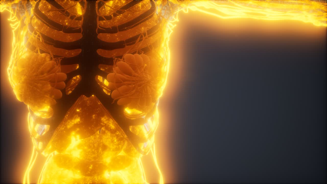 animación colorida del cuerpo humano que muestra huesos y órganos