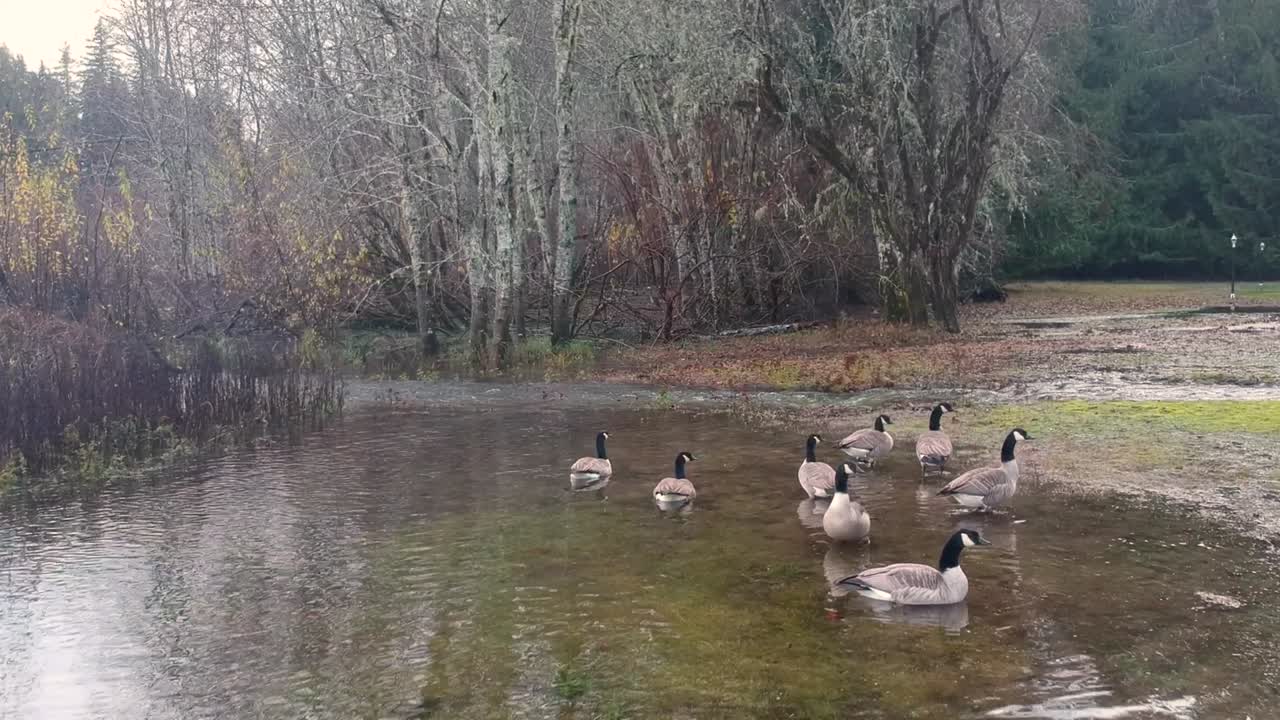 Flygfoto av gäss på en sjö med flod och träd i bakgrunden