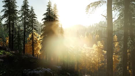 Sun-Beams-through-Trees