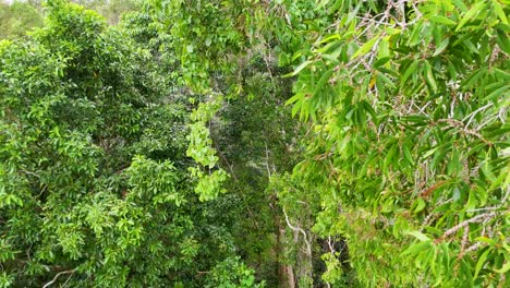 drone footage captures vibrant green foliage of a dense rainforest canopy in port douglas, queensland, under natural daylight