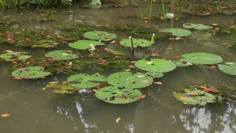 a group of lotus water lily nelumbo nucifera on a pond. close up