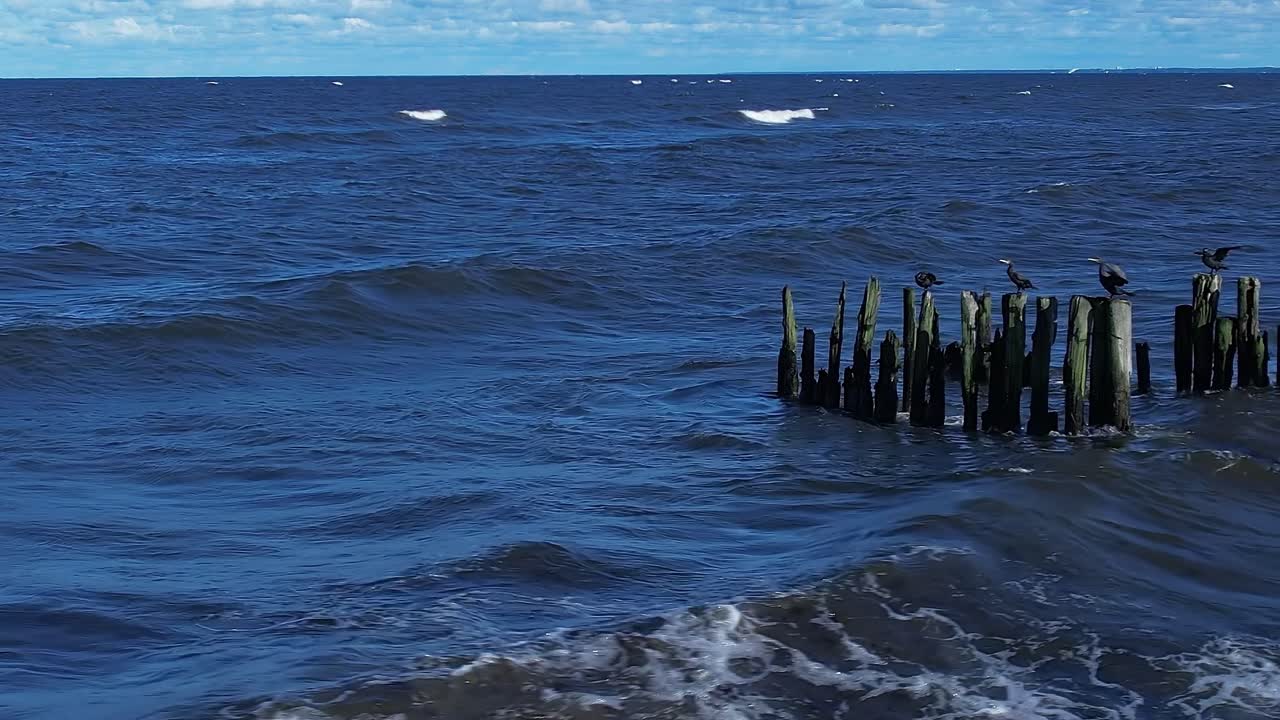 Fugle hviler på træpæle ved Østersøen på en solskinsdag