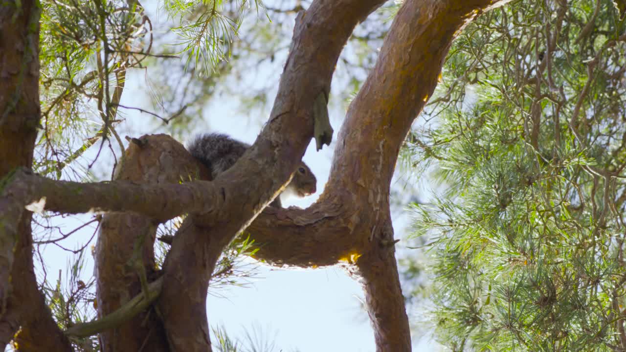 푸른 하늘 배경으로 나무 가지의 낮은 각도 샷