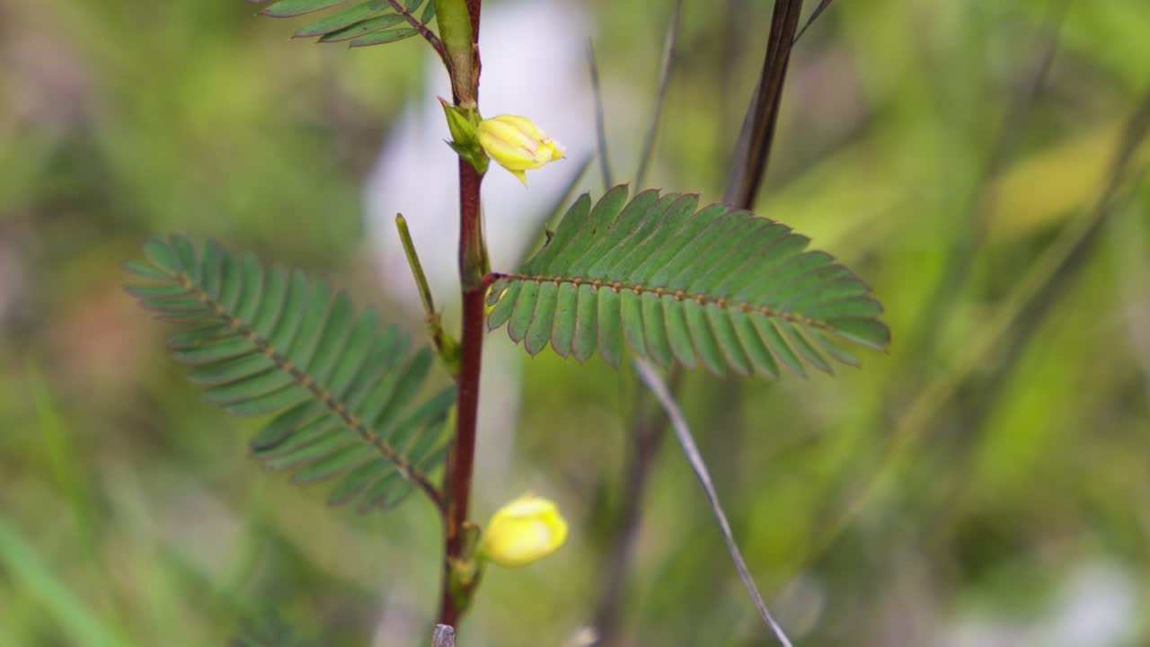 A close-up view of a hand gently touching the leaves of a fern-like plant, where small yellow buds are beginning to bloom, highlighting interaction with delicate wild flora
