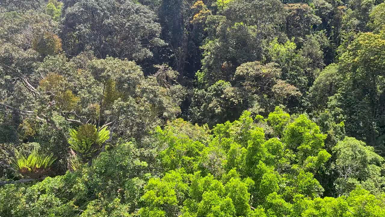 viajando por la exuberante selva tropical de barron gorge en el teleférico skyrail en queensland
