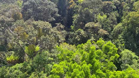 travelling over lush barron gorge rainforest on skyrail cableway in queensland