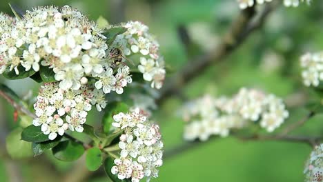 Apfelbaum-Mit-Blütenblumen-Mit-Bienen,-Die-Nektar-Sammeln-Stockvideomaterial