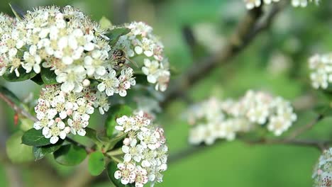 蘋果樹開花,蜜蜂收集花蜜的影片