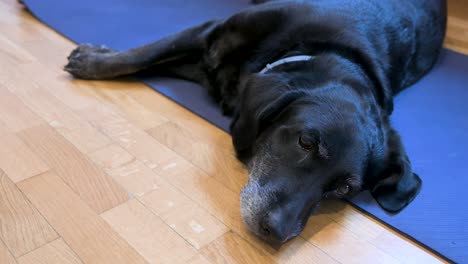 A-senior-black-Labrador-dog-lays-comfortably-on-top-of-a-yoga-mat