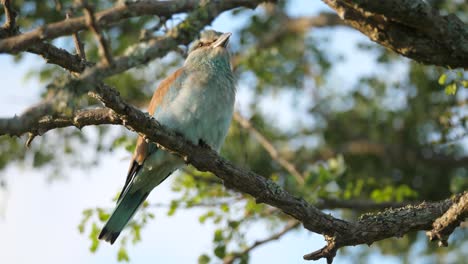 rodillo de pecho lila posado en una rama de árbol, tiro de ángulo bajo