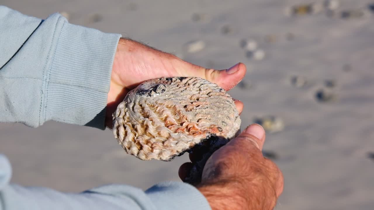 A man handling an Abalone shell on the beach