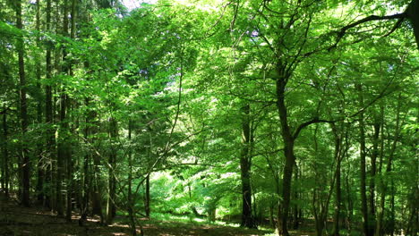 Forward motion shot inside a green forest, on a bright sunny day