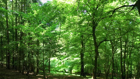 forward motion shot inside a green forest, on a bright sunny day