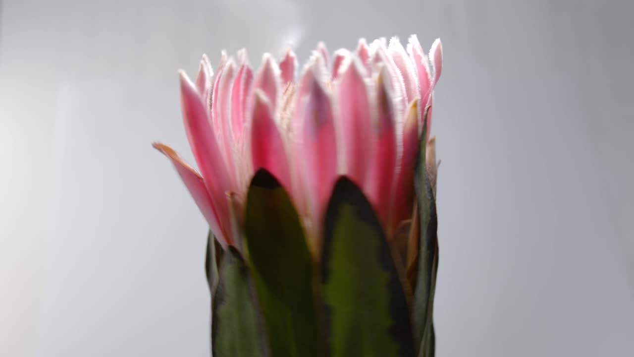 primer plano de la flor protea girando sobre un fondo gris