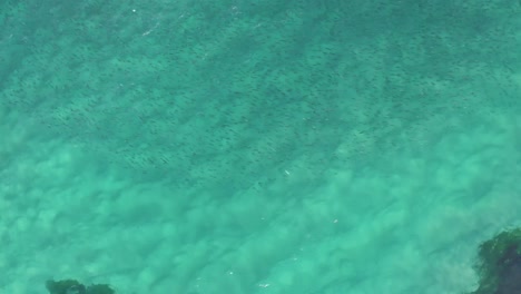 banco de peces grandes frente a las rocas en la playa de sydney