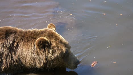 Porträt-Eines-Grizzlybären,-Der-In-Einen-Schmutzigen-Teich-Eintaucht