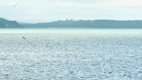 Seagulls-flying-over-the-ocean