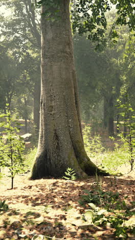 a tall tree in a forest