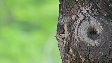 Head-seen-head-out-of-the-burrow-as-the-camera-zooms-out,-Speckle-breasted-Woodpecker-Dendropicos-poecilolaemus,-Thailand