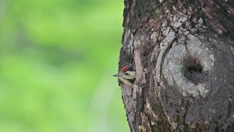 cabeza vista cabeza fuera de la madriguera mientras la cámara se aleja, pájaro carpintero de pecho manchado dendropicos poecilolaemus, tailandia
