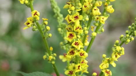 close-up of yellow mullein flowers in bloom