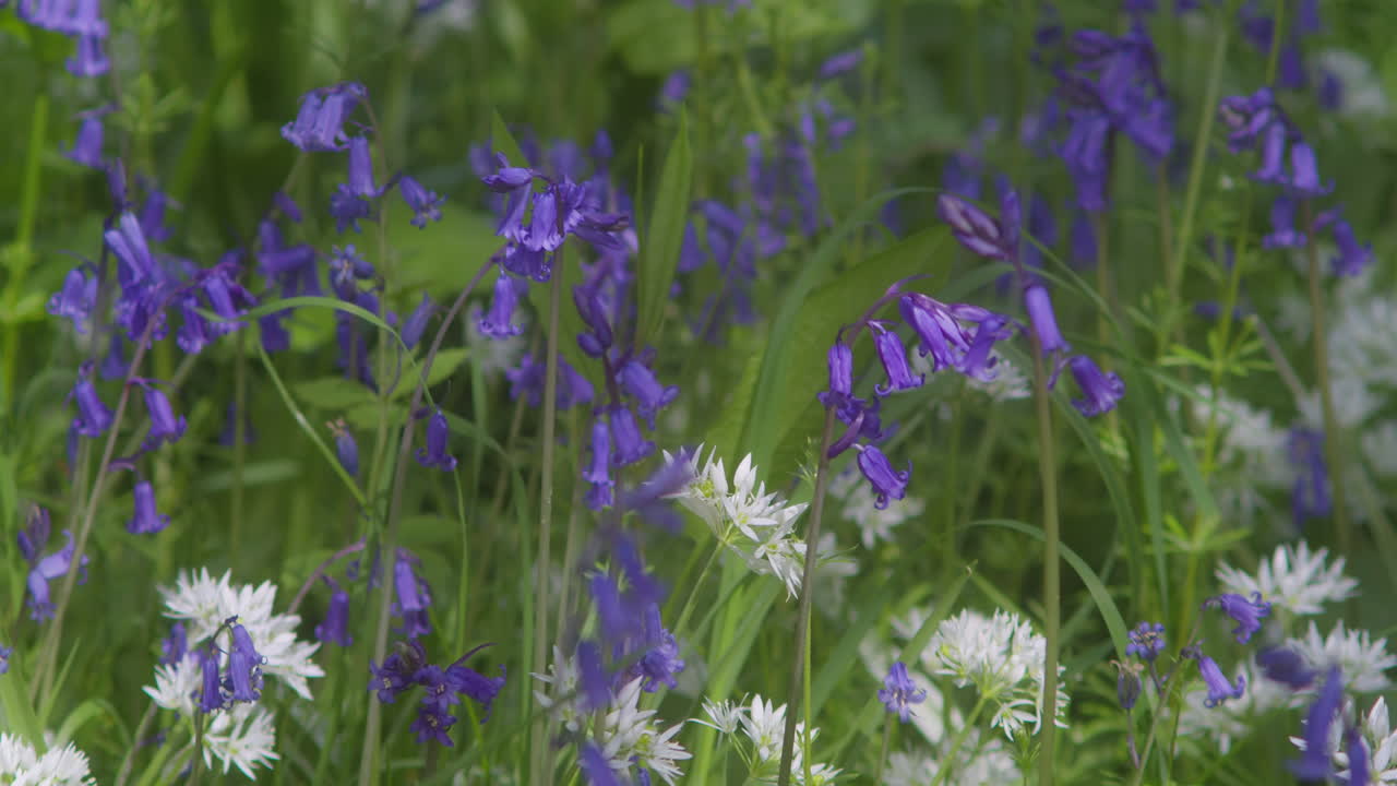 Blossoming Bluebell Flowers In Field Of Green At Enys Gardens Near Penryn In Cornwall, England. Close up
