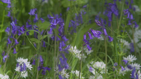 blossoming bluebell flowers in field of green at enys gardens near penryn in cornwall, england. close up