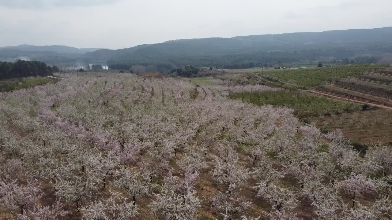 Aerial View of Almond Orchard in Full Blossom