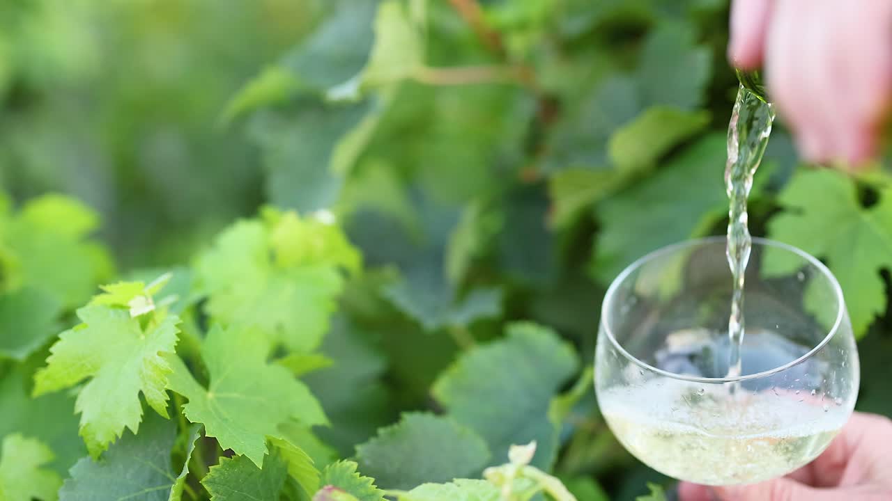 el vino se vierte en un vaso en la viña