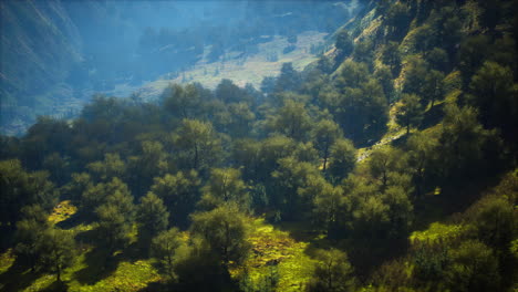 endless forests in sunny day with perspective in color