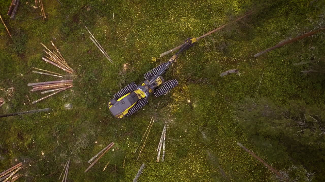 скорпион занимается лесной работой.