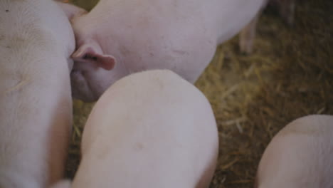 piglets in a farm