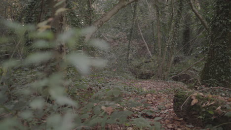 panning from branch to autumn - fall clearing - ungraded