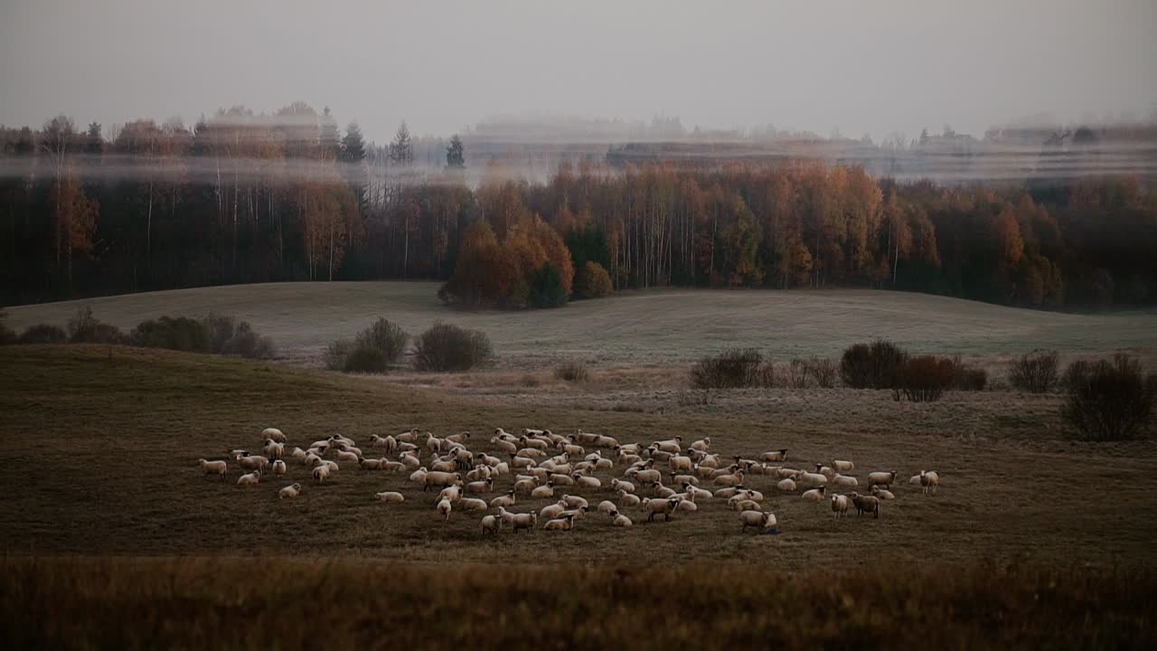 rebaño de ovejas visible y temprano en la mañana con niebla alrededor de las cimas de los árboles