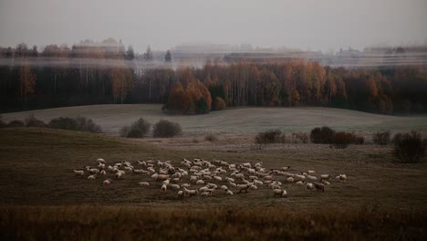 Sichtbare-Schafherde-Und-Am-Frühen-Morgen-Mit-Nebel-Um-Die-Baumkronen