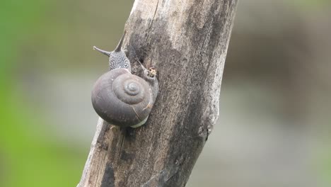 snail -in tree walking slow