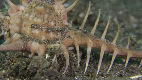 venus comb murex snail walking over volcanic sand in the philippines close up shot