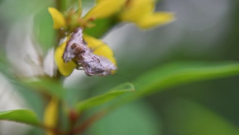 Praying-Mantis,-Ceratomantis-saussurii,-Thailand,-seen-suddenly-moving-its-head-staring-straight-towards-a-macro-lens-while-hanging-under-a-yellow-flower-with-in-the-rainforest