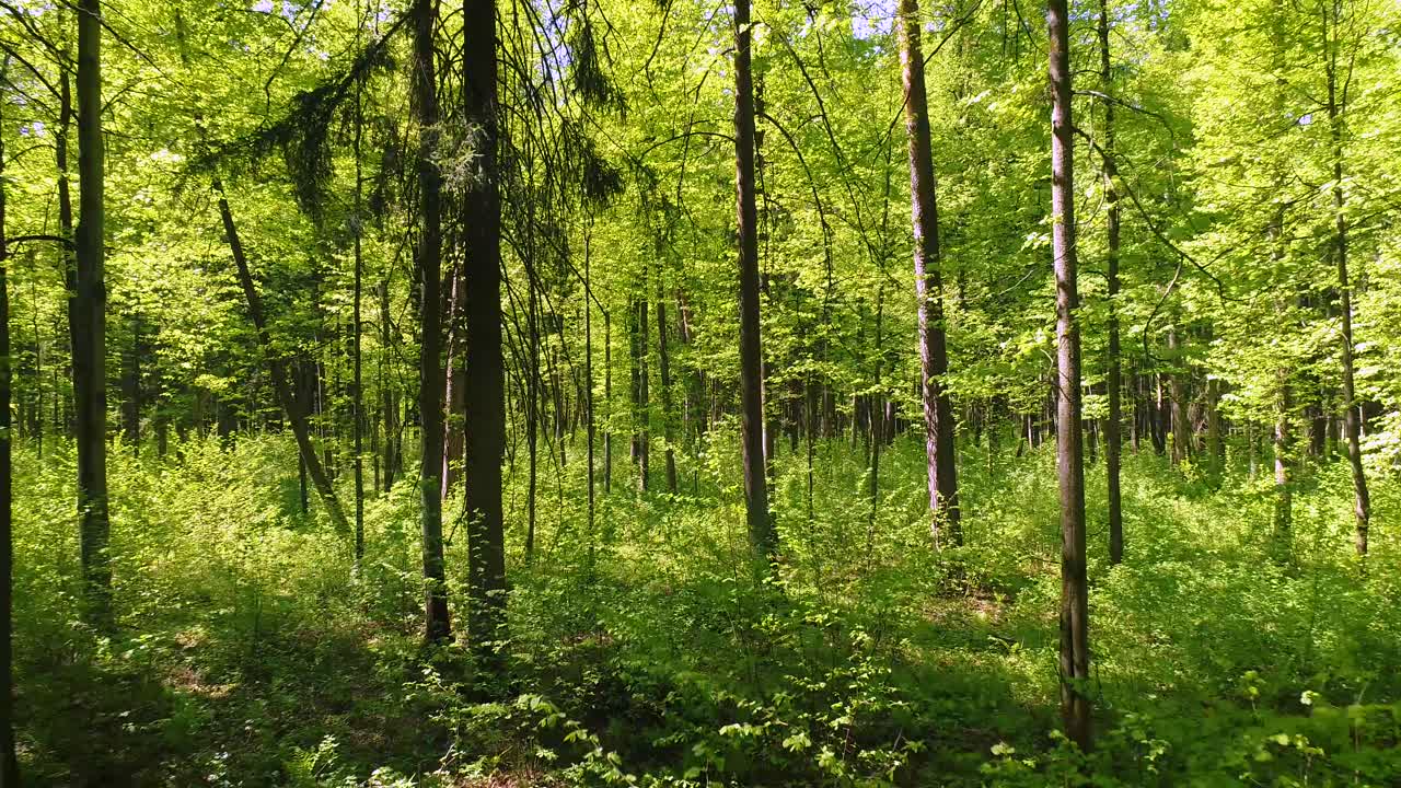Volare tra gli alberi nella foresta primaverile