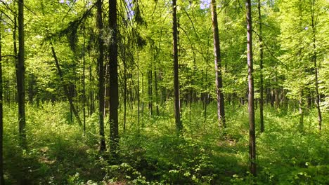 Flying-between-the-trees-in-the-spring-forest.