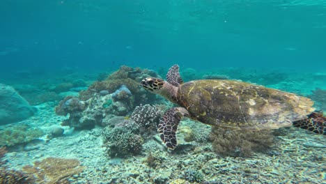 Eine-Majestätische-Echte-Karettschildkröte,-Die-Anmutig-über-üppiges-Korallenriff-Und-Blaues-Wasser-Schwimmt,-Seitenansicht