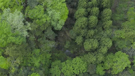 top down view of tottori forests, aerial rise shot, japan