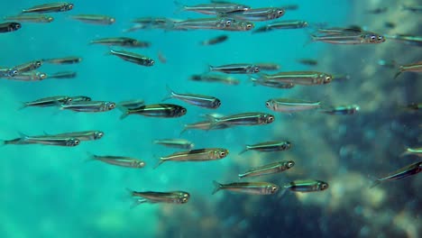 silversides fish swimming among coral reefs. underwater video of silverside school of small fish. huge school of fishes. large numbers of fish are hiding from predators.