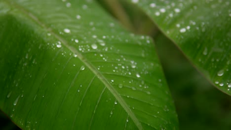 close-up of raindrops scattered on vibrant green leaves, capturing the fresh and natural beauty